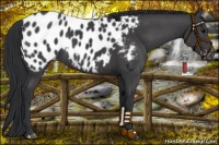 Horse Color:Black Near Leopard 