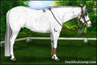 Horse Color:Black Sabino Appaloosa 