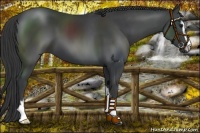Horse Color:Black Sabino
