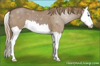 Horse Color:Liver Red Dun Splash