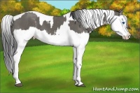 Horse Color:Grullo Sabino Splash  and Grullo Sabino Splash 