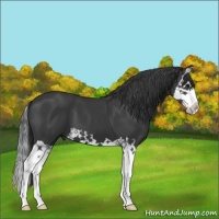 Horse Color:Black Splash 