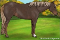 Horse Color:Liver Chestnut