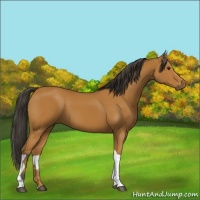 Horse Color:Bay Tobiano 