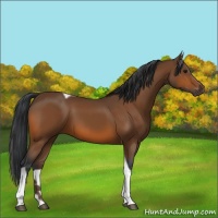 Horse Color:Bay Tobiano 