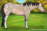 Horse Color:Bay Ice Dun 