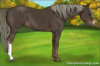 Horse Color:Liver Chestnut 