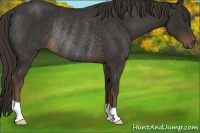 Horse Color:Liver Chestnut Rabicano 