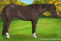 Horse Color:Liver Chestnut 
