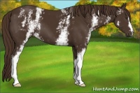 Horse Color:White Spotted Liver Chestnut 