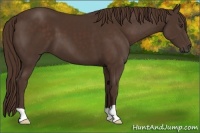 Horse Color:Liver Chestnut
