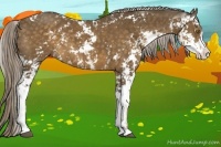 Horse Color:Chocolate Palomino Sabino 