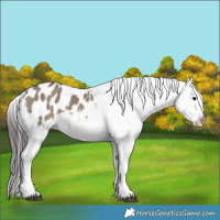 Horse Color:Brown Dun Appaloosa