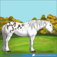 Horse Color:Brown Dun Appaloosa