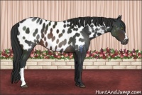 Horse Color:Brown Appaloosa 
