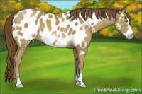 Horse Color:Classic Cream Champagne Frame Near Leopard 