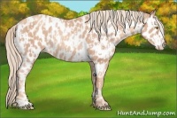 Horse Color:Gold Champagne Appaloosa  and Gold Champagne Appaloosa Rabicano 