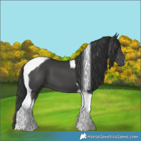 Horse Color:Black Tobiano 
