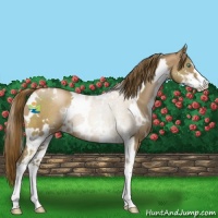 Horse Color:White Spotted Liver Chestnut Pearl Sabino 