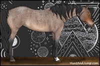Horse Color:Bay Roan 