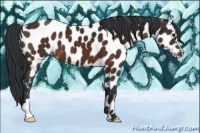 Horse Color:Brown Appaloosa 