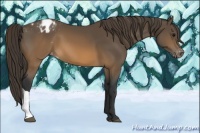 Horse Color:Brown Appaloosa 