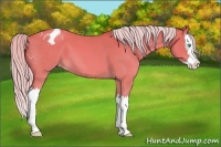 Horse Color:Silver Sable Champagne Dun Splash Appaloosa 