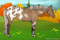 Horse Color:White Spotted Silver Brown Dun Appaloosa 