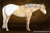 Horse Color:White Spotted Silver Sable Cream Champagne Appaloosa 