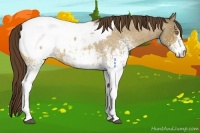 Horse Color:White Spotted Buckskin Roan Dun Appaloosa 