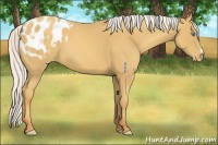Horse Color:Silver Amber Cream Champagne Appaloosa 