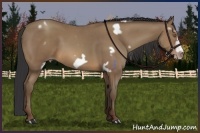 Horse Color:White Spotted Sable Champagne Frame