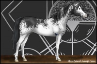 Horse Color:White Spotted Black 
