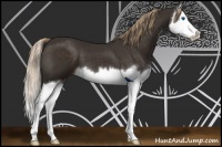 Horse Color:Liver Chestnut Sabino Splash 