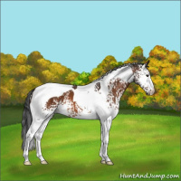 Horse Color:White Spotted Bay Tobiano 
