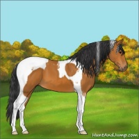 Horse Color:Bay Tobiano 