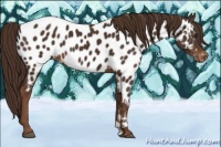 Horse Color:Liver Chestnut Appaloosa