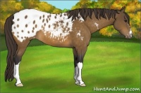 Horse Color:Buckskin Appaloosa 