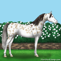 Horse Color:Bay Dun Splash Appaloosa 