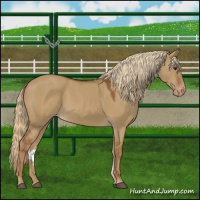 Horse Color:Red Dun Varnish 