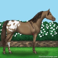 Horse Color:Liver Red Dun Appaloosa
