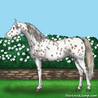 Horse Color:Liver Red Dun Appaloosa