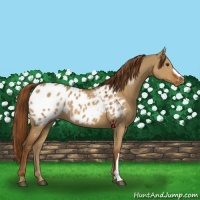 Horse Color:Red Dun Appaloosa 