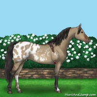 Horse Color:Bay Dun Appaloosa 