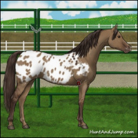 Horse Color:Liver Red Dun Appaloosa 