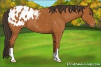 Horse Color:Bay Appaloosa 