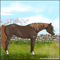 Horse Color:Liver Chestnut Sabino