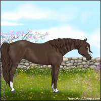Horse Color:Liver Chestnut Sabino 