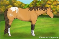Horse Color:Buckskin Blanket