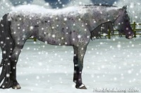 Horse Color:Midnight Blue Ice Roan Frame